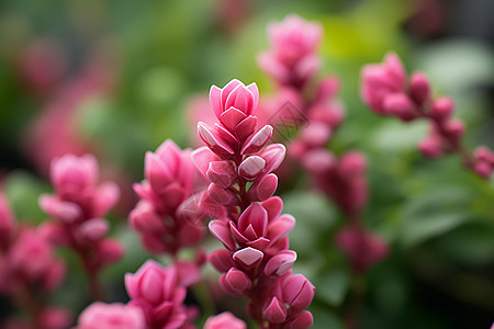 春季花园中绽放的美丽花朵背景图片