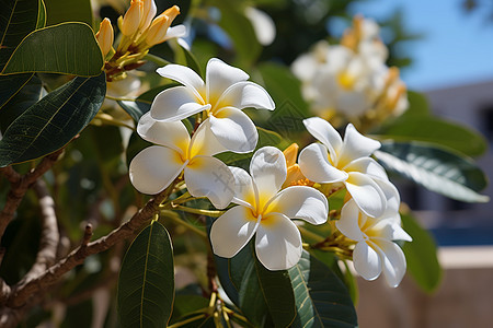 夏季花园绽放的茉莉花图片