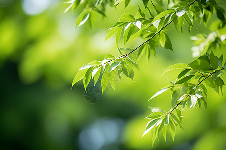 夏季充满活力的绿叶树枝图片