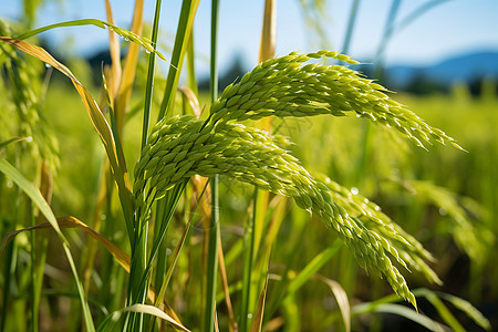 茁壮成长的水稻田背景图片