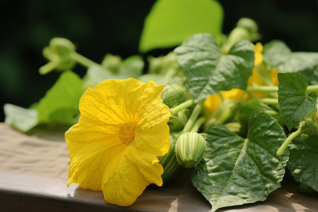 夏季菜园中生长的西葫芦图片