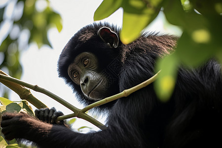 黑猩猩之首背景图片
