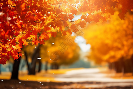 秋日林间落叶图片