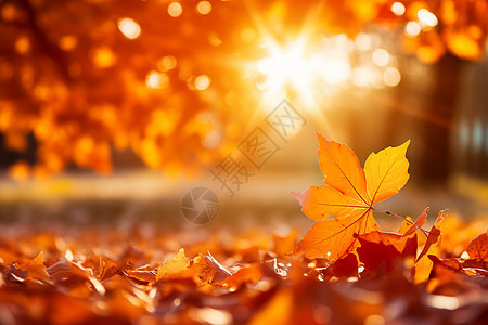 秋日林间的落叶图片