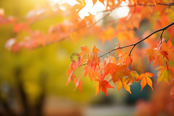 秋日绽放的自然风景图片