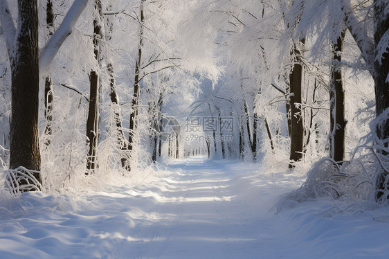 冬日粉雪中的奇幻林径图片