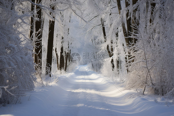 冬日里的雪景图片