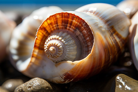 海滩上的蜗牛图片