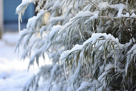 寒冷冬季户外的白雪杉树图片
