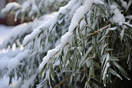 雪中奇境的杉树图片