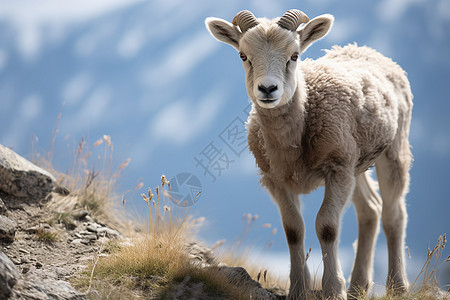 乡村农业养殖的山羊背景图片