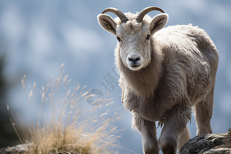 高原乡村放牧的山羊背景图片