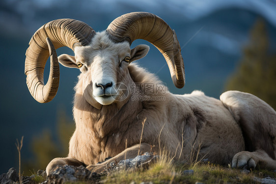 山顶上的野生大角羊图片