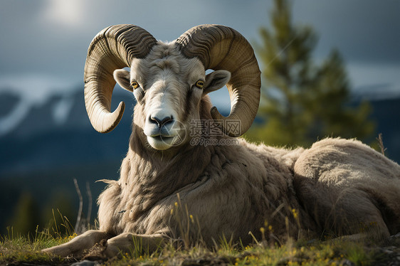 强壮的野生大角羊图片