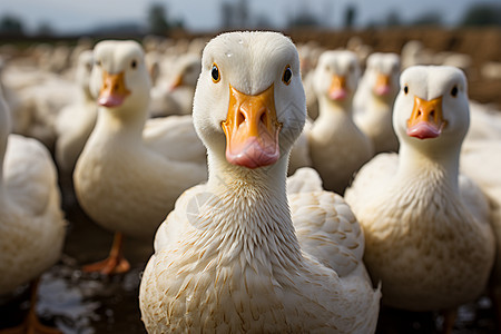 农业养殖的鸭群背景图片