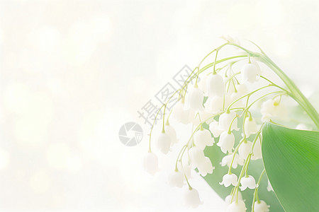 浪漫清新的白色花朵背景图片