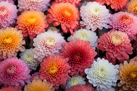 各种颜色的菊花背景