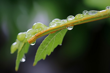 水滴点缀绿叶图片