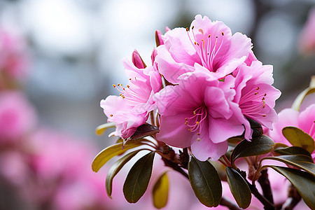 花开的季节图片