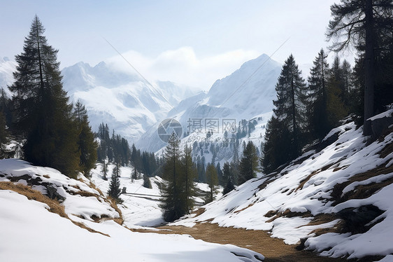 雪山森林的奇观图片