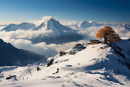 雪山顶上的一棵树图片