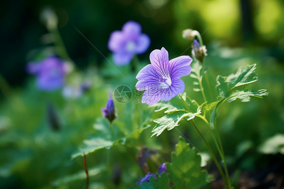 花园里面自然生长的花朵图片