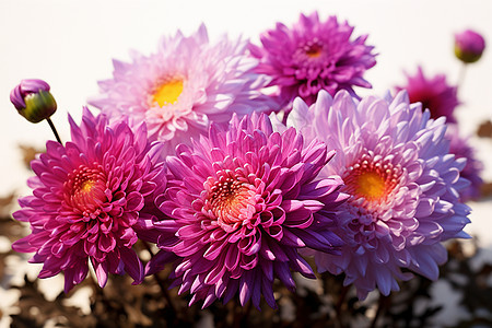 桌子上一束紫色的花朵图片