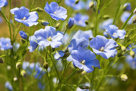 花园里面生长的花朵图片