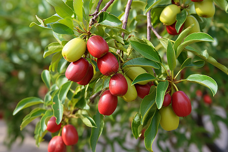 户外树枝上成熟的红枣图片