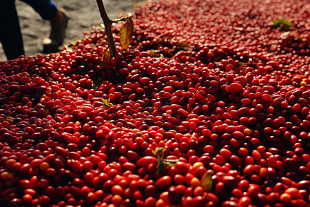 收获的红色农业浆果背景图片