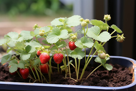 一盆草莓苗图片