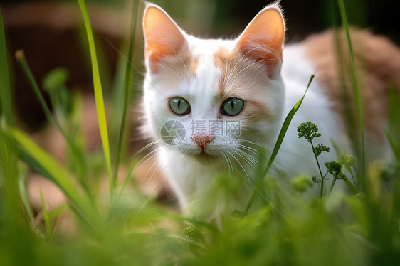 草地上的猫咪图片