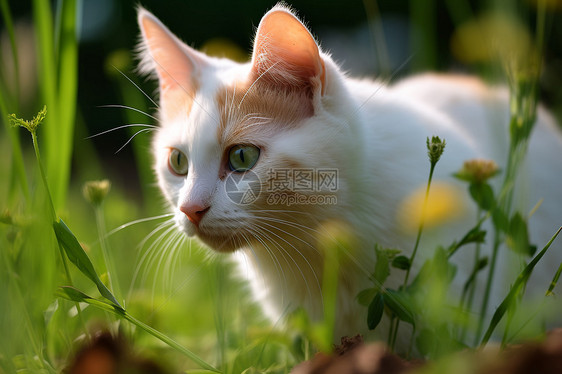 猫咪漫步在青草花田图片