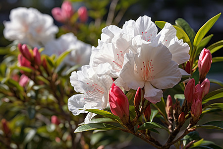 花园里美丽的杜鹃花图片