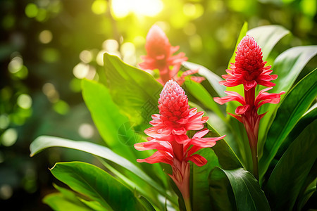 丛林中一株红花植物图片