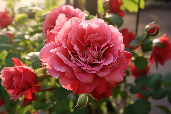 花园里的玫瑰花海图片
