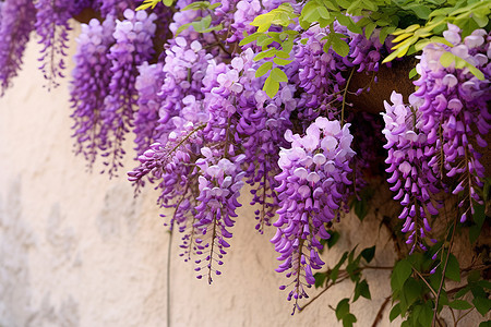 紫色藤蔓图片