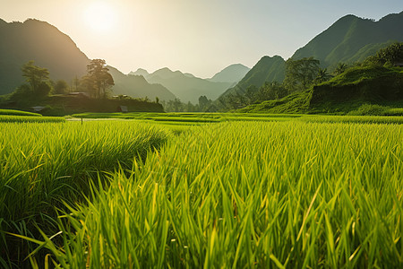 绿色稻田图片