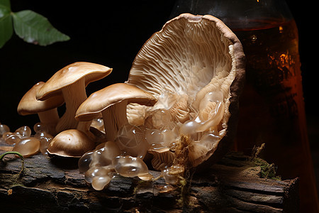 木枝上的菌菇图片