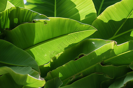 绿色热带植物图片