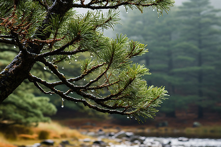 松树上的雨滴图片