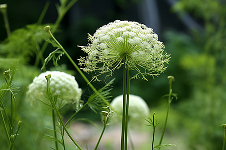 野外的植物图片