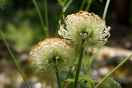 花茎上的花背景图片