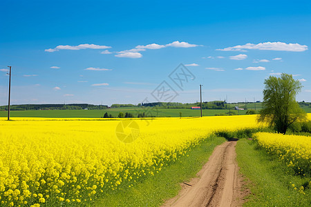 黄色花田的自然风景图片