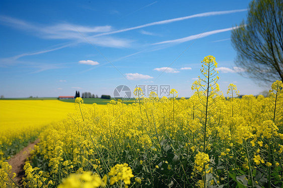 黄色花田图片