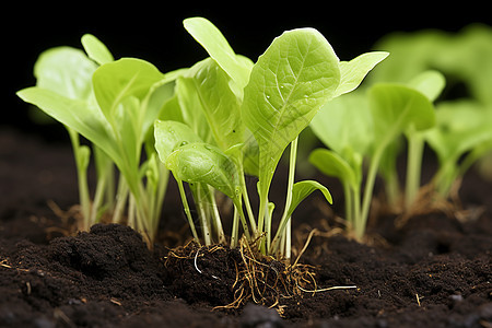 土壤中生长的植物图片