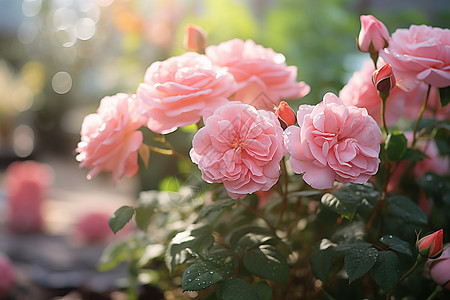 娇艳欲滴的粉色玫瑰图片