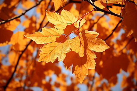 秋天金黄的树叶图片