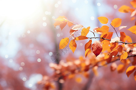 秋天黄金树叶背景图片