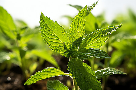 花园中一棵绿色植物图片